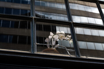 Flower in building window