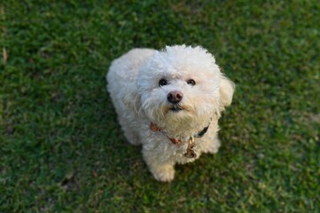Close-up shot of a white Bichon Frise looking up