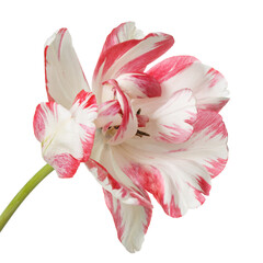 Red-white tulip flower isolated on white background.