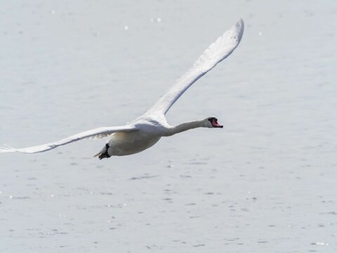 Closeup shot of a beautiful swan in flight