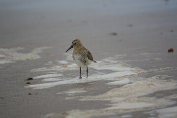 dunlin (Calidris alpina)  also known as the red backed sandpiper