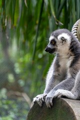 Vertical shot of the ring-tailed lemur sitting and observing its environment