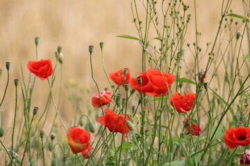 Obraz premium Coquelicots (poppy)