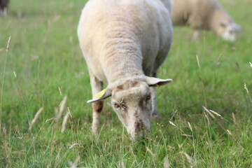 Mouton (sheep)