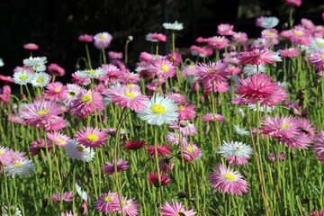Obraz premium Side view of a sunlit bed of paper daisies, Sydney New South Wales Australia 