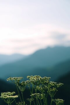 Vertical closeup of Heracleum against the blurry background.