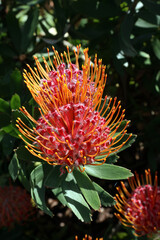 Naklejka na ściany i meble Two sunlit Ornamental Pincushion blooms, Sydney New South Wales Australia 