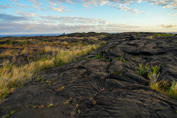 Lava field along the Pu'u Loa Petroglyphs trail along the Chain of Craters Road in the Hawaiian Volcanoes National Park on the Big Island of Hawaii in the Pacific Ocean