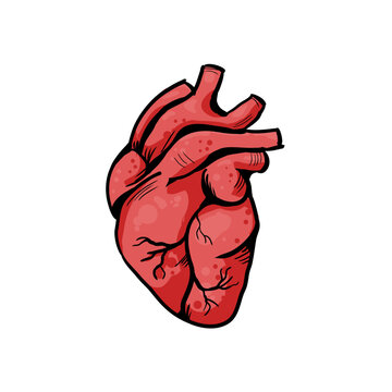 human heart vector illustration