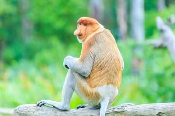 proboscis monkey or nasalis larvatus - obrazy, fototapety, plakaty