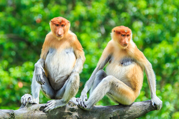 proboscis monkey or nasalis larvatus