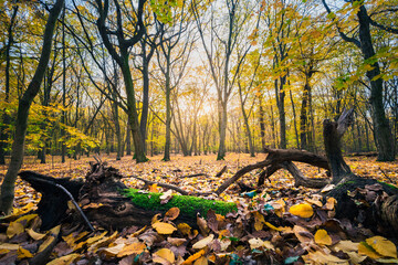 Piękne drzewa w Warszawskim parku podczas złotej Polskiej Jesieni - obrazy, fototapety, plakaty