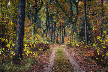 Piękna Złota Polska jesień w podwarszawskim Kampinoskim Parku Narodowym 
