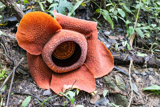 Rafflesia is a genus of parasitic flowering plants in the family Rafflesiaceae. It is the largest flowers in the world