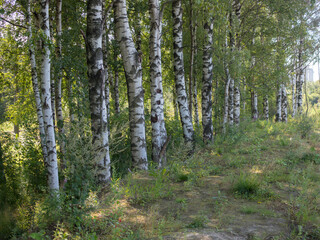 landscape with birch grove
