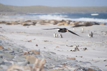 Southern Giant Petrel (Macronectes giganteus) flying over a beach of used for breeding by Southern...