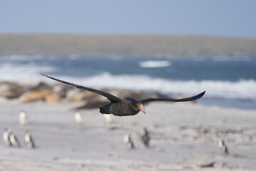 Southern Giant Petrel (Macronectes giganteus) flying over a beach of used for breeding by Southern...