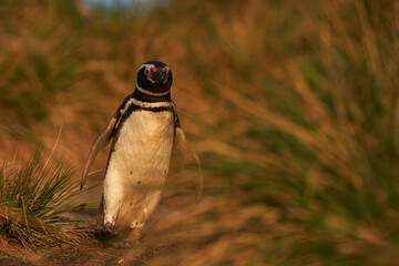 Magellanic Penguin (Spheniscus magellanicus) heading to the beach to go to sea from the coast of...