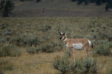 Antelope in the Lamar Valley of Yellowstone National Park