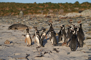 Magellanic Penguin (Spheniscus magellanicus) heading to the beach to go to sea from the coast of...