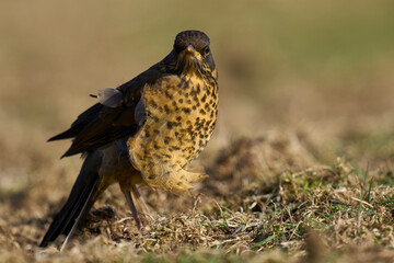 Juvenile Falkland Thrush (Turdud falcklandii falcklandii) amongst the tussock grass on Sea Lion Island in the Falkland Islands                                