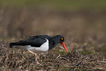 Magellanic Oystercatcher (Haematopus leucopodus) on the coast of Sea Lion Island on the Falkland...