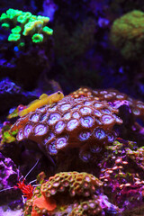Yellow watchmen goby fish - (Cryptocentrus cinctus)