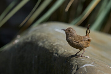 Cobb's Wren (Troglodytes cobbi) on a lichen covered piece of wood on the coast of Sea Lion Island...