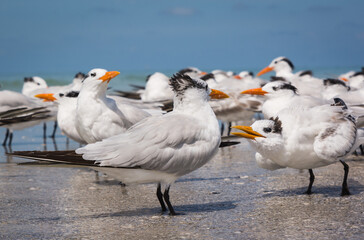 Highness of royal terns, with one questioning the alpha, Long Boat Key, Florida