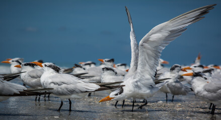 A highness of royal terns on Long Boat Key beach, Sarasota, Florida