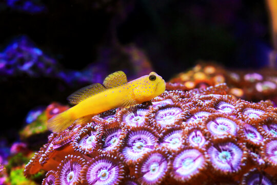 Yellow watchmen goby fish - (Cryptocentrus cinctus)