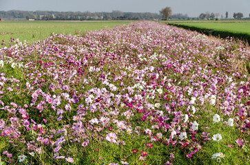 Obraz premium Strip of flowers, created to enhanve biodiversity, in a landscape with fields and meadows on the island of Schouwen-Duiveland in the Netherlands
