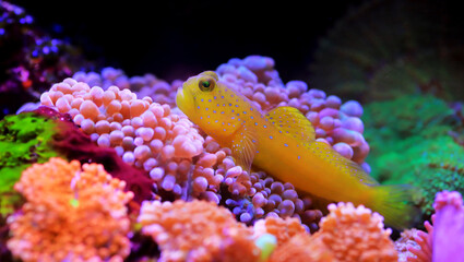 Yellow prawn-goby - (Cryptocentrus cinctus)