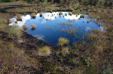 Fototapeta premium Dunkelbraune Moorlandschaft mit zahlreichen grünen und braunen Grasbüscheln und Sträuchern kleiner Teich in der Mitte blauer Himmel und weiße Wolken spiegeln sich im Wasser