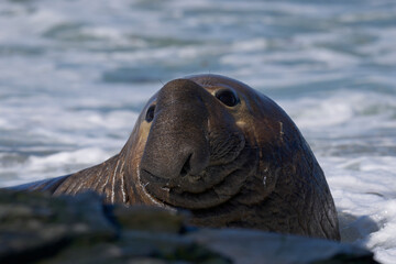 Fototapeta premium Male Southern Elephant Seal (Mirounga leonina) in the sea on the coast of Sea Lion Island in the Falkland Islands.