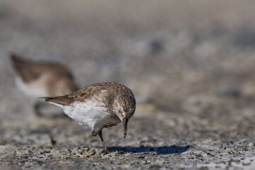 White-rumped Sandpiper (Calidris fuscicollis) searching for food along the coast of Sea Lion Island in the Falkland Islands