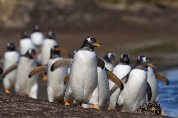 Gentoo Penguins (Pygoscelis papua) returning to the colony on Sea Lion Island in the Falkland Islands.