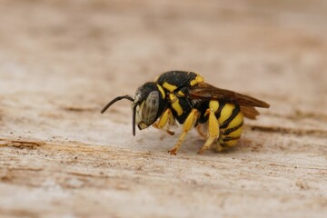 Shallow focus shot of an European wool carder bee on a wooden surface with blur background