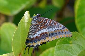 Two-tailed pasha butterfly (Charaxes jasius) clinging to a green plant leaf in the garden