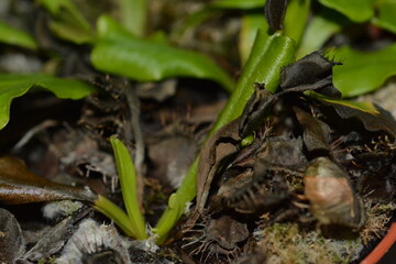 Makrofotografie  Pflanzen