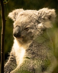 Vertical shot of a koala bear