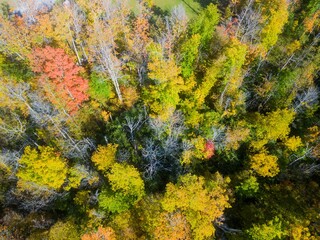 Aerial shot of the autumn trees next to a field in Auburn New York during the daytime