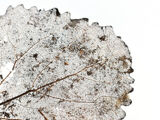 Close-up on old dead decaying aspen leaf on white background