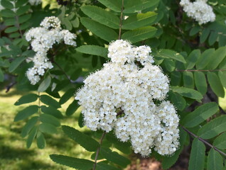 Closeup on white flowers on a rowan tree sorbus aucuparia