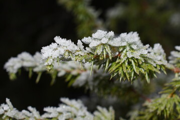 Juniper branch covered in snow outdoor in winter