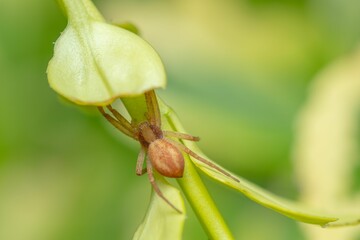 Selective focus shot of a Philodromidae spider