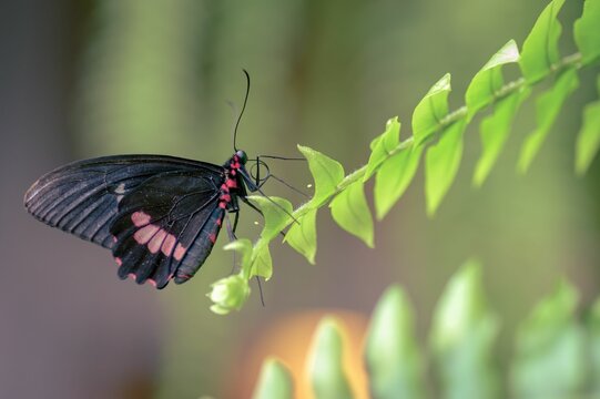 Selective focus shot of a Cattlehearts butterfly