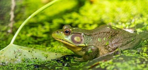 Closeup shot of a frog in the greenery