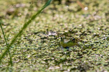 Closeup shot of a frog in the pond