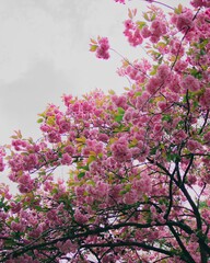 Vertical shot of beautiful cherry blossoms in daylight